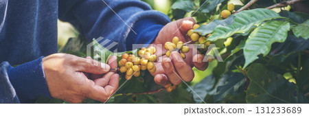 Banner Man Hands harvest Yellow Bourbon coffee bean ripe berries plant fresh seed coffee tree growth in green eco organic farm. Close up man hands harvest yellow bean robusta arabica with copy space 131233689