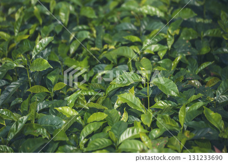 Banner Agriculture Green coffee tree growing berry bean plant. Coffee tree farm growth in eco organic garden. Panorama Fresh coffee bean green leaf bush berry plant arabica garden with copy space 131233690