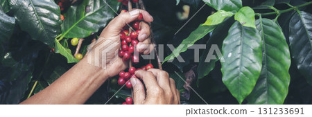 Banner hands harvest red seed in basket robusta arabica plant farm. Coffee plant farm Close up woman Hands harvest raw coffee beans. Ripe Red berry plant fresh seed coffee tree growth with copy space 131233691
