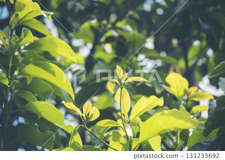 Avocado tree green plant healthy fruit farm. Smart farmer growing plant in eco green farm sustainable quality control. Avocado fruit Farm planting in eco Farmland biotechnology. Fruit organic farm 131233692