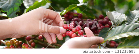 Banner hands harvest red seed in basket robusta arabica plant farm. Coffee plant farm Close up woman Hands harvest raw coffee beans. Ripe Red berry plant fresh seed coffee tree growth with copy space Banner hands harvest red seed in basket robusta arabica plant farm. Coffee plant farm Close up woman Hands harvest raw coffee beans. Ripe Red berry plant fresh seed coffee tree growth with copy space 131233695