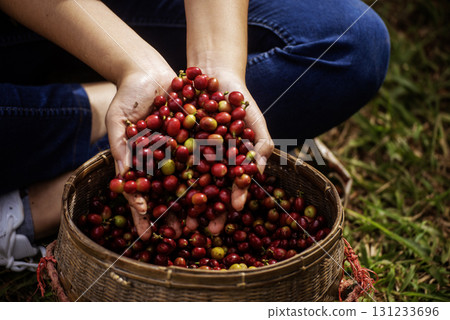 Coffee plant farm woman Hands harvest raw coffee beans. Ripe Red berries plant fresh seed coffee tree growth in green eco farm. Close up hands harvest red seed in basket robusta arabica plant farm. 131233696