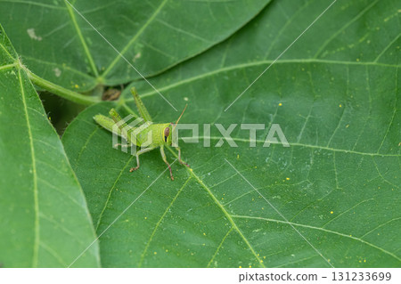 Tsutsunago幼蟲 131233699