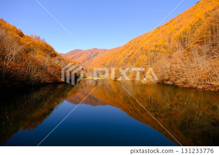 Vivid autumn leaves 131233776