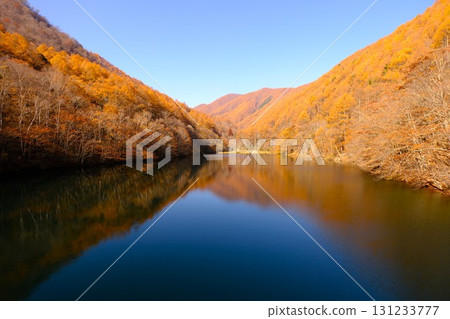 Vivid autumn leaves Vivid autumn leaves 131233777