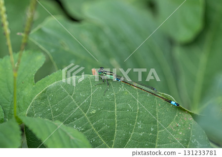 Aomon damselfly perching on a leaf Aomon damselfly perching on a leaf 131233781
