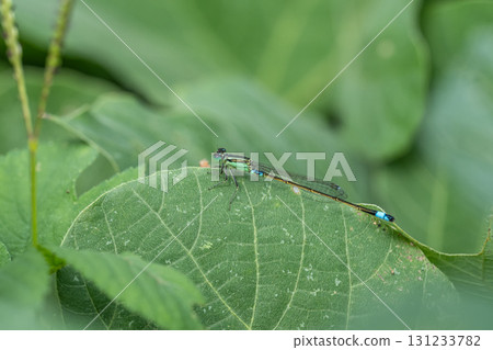 Aomon damselfly perching on a leaf Aomon damselfly perching on a leaf 131233782