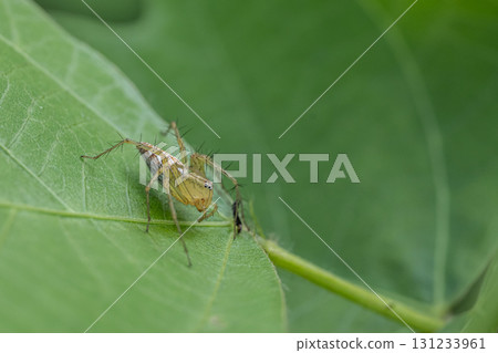 Sasamo Sasamo 131233961