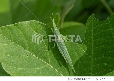 Ovebuta on the grass 131233982