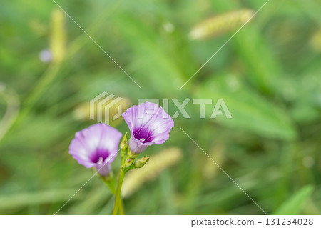 Affiliation 131234028