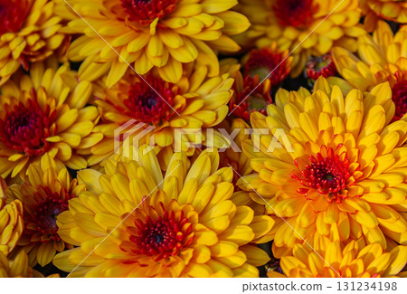 Golden orange Chrysanthemums in glorious bloom. Captured on a crisp sunny Fall morning. 131234198