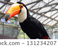 Toucan 131234207