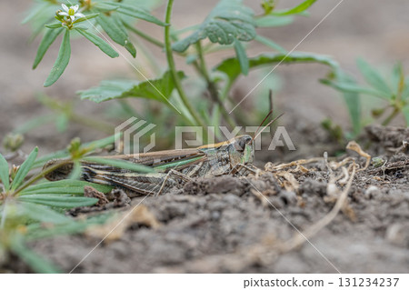 Spotted grasshopper (Siberian grasshopper) Spotted grasshopper (Siberian grasshopper) 131234237