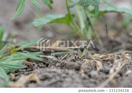 Spotted grasshopper (Siberian grasshopper) Spotted grasshopper (Siberian grasshopper) 131234238