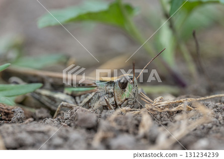 Spotted grasshopper (Siberian grasshopper) Spotted grasshopper (Siberian grasshopper) 131234239