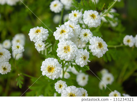 White Chrysanthemum Parthenium Flower in the garden. Feverfew white flowers blooming in spring. White Chrysanthemum Parthenium Flower in the garden. Feverfew white flowers blooming in spring. 131234321