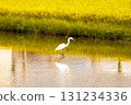 Autumn harvest and egrets. A beautiful scene of egrets standing in golden rice fields. 131234336