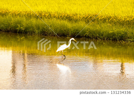 Autumn harvest and egrets. A beautiful scene of egrets standing in golden rice fields. Autumn harvest and egrets. A beautiful scene of egrets standing in golden rice fields. 131234336