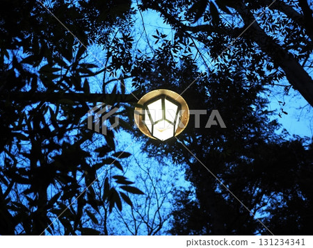 Dusk forest, sky and street lights 131234341