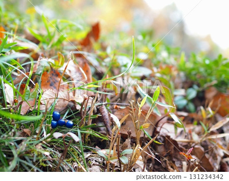 Autumn dead grass and dragonfly 131234342