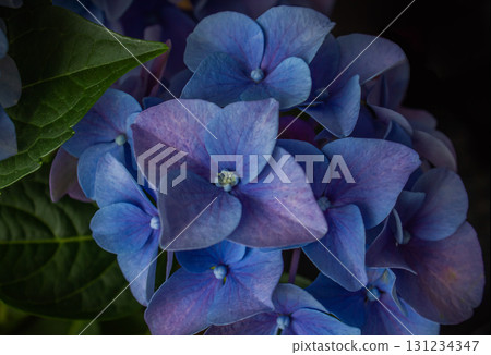Blue and purple Hydrangea or Hortensia Flower closeup. Hydrangea macrophylla. Beautiful bush of hydrangea, Artistic natural background. Blue and purple Hydrangea or Hortensia Flower closeup. Hydrangea macrophylla. Beautiful bush of hydrangea, Artistic natural background. 131234347