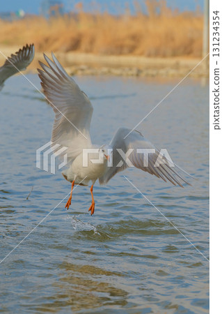 Seagull takes flight over calm water during golden hour in peaceful coastal area 131234354