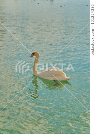 Swan swimming gracefully in clear blue water of a serene lake during a sunny day 131234356