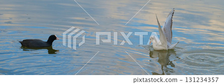 Birds interacting in a tranquil water setting at midday in a serene park environment 131234357