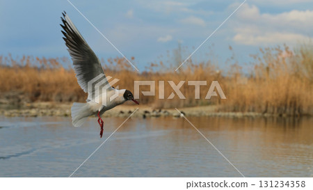 Seagull soaring over water with marshland backdrop in a serene outdoor landscape 131234358