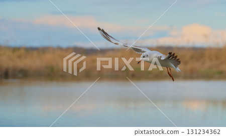 Seagull flying gracefully over calm water during sunset at a serene lakeside location Seagull flying gracefully over calm water during sunset at a serene lakeside location 131234362
