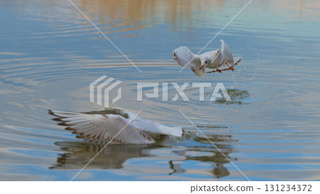 Seagulls diving and splashing in a tranquil water body during late afternoon light 131234372
