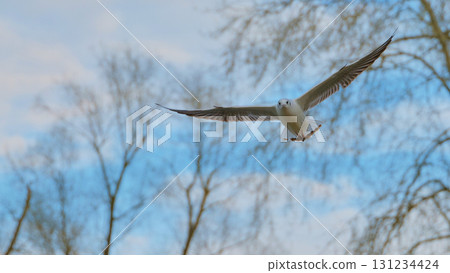 Seagull soaring against a blue sky with bare trees during a sunny afternoon in a tranquil natural setting 131234424