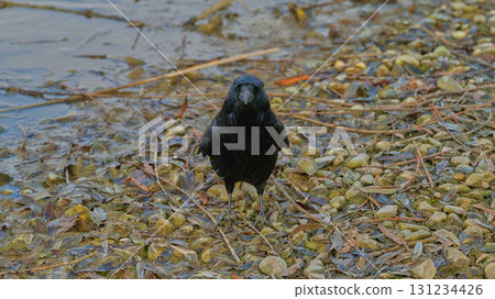 Crow stands on riverbank among pebbles and twigs near water during overcast day in natural habitat 131234426
