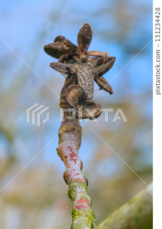Close-up view of budding plant shoot on a sunny day in spring showcasing new growth against a clear blue sky 131234428