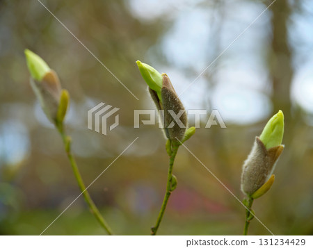 Fresh green buds emerging on a tree branch during springtime in a vibrant park setting Fresh green buds emerging on a tree branch during springtime in a vibrant park setting 131234429