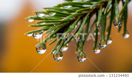 Water droplets on green pine needles with bokeh background Water droplets on green pine needles with bokeh background 131234493