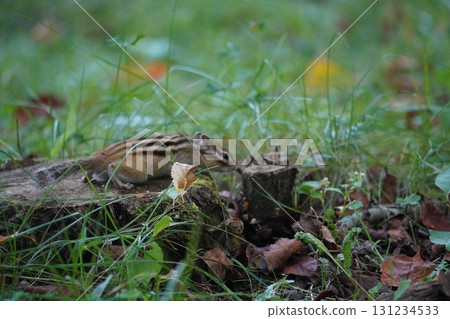 樹樁和花栗鼠 131234533