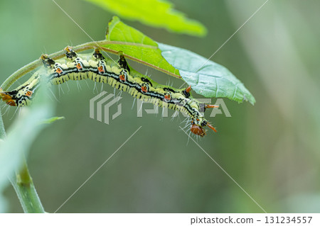 Fukurasu larva 131234557