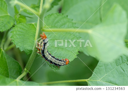 A larva of a grass fly eating a blade of grass A larva of a grass fly eating a blade of grass 131234563