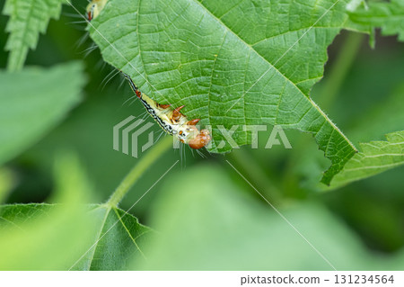 A larva of a grass fly eating a blade of grass 131234564