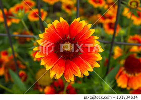Close up of Red and yellow Gaillardia flower in the garden on the blurred background. Gaillardia Pulchella. Selective focus 131234634