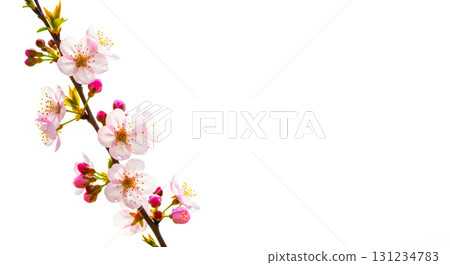 春天的花朵 春天的花朵 131234783