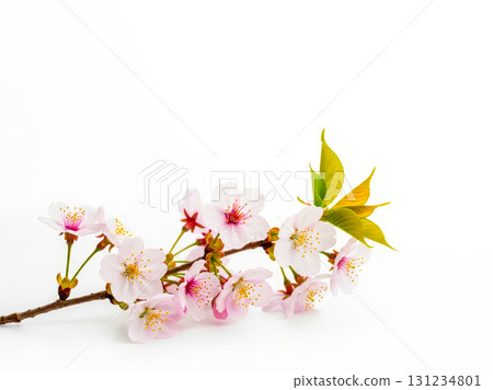 春天的花朵 131234801