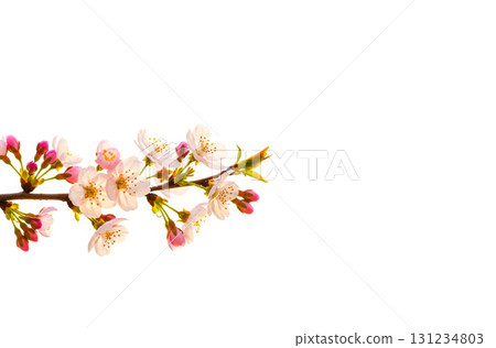 春天的花朵 131234803