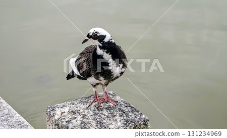 Race pigeon 131234969