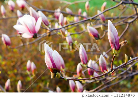 magnolia tree blossom in springtime. tender pink flowers bathing in morning sunlight. warm april weather in transcarpathia magnolia tree blossom in springtime. tender pink flowers bathing in morning sunlight. warm april weather in transcarpathia 131234970