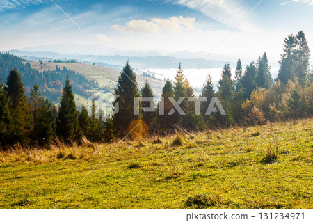 rural area of carpathian mountains in autumn. wonderful highland of ukraine in morning light observed from the hillside. meadows on rolling hills near spruce forest. transcarpathia travel destination rural area of carpathian mountains in autumn. wonderful highland of ukraine in morning light observed from the hillside. meadows on rolling hills near spruce forest. transcarpathia travel destination 131234971