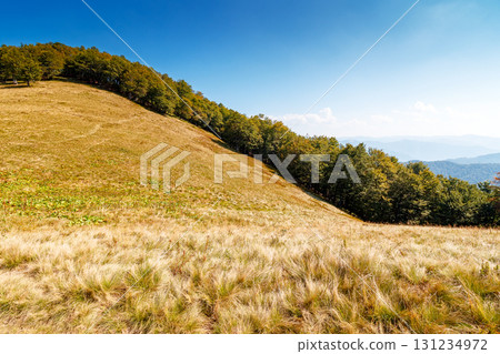 calm autumn day in carpathian mountains. deciduous trees on the grassy hills of krasna ridge. sunny scenery of transcarpathia in fall season under blue sky with clouds. beauty in nature concept 131234972