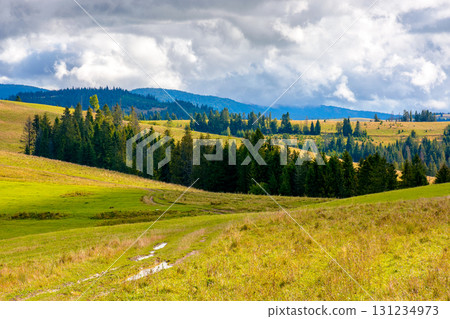 hillside of mountain range with coniferous forest and meadow. grassy pasture on the hill in autumn. transcarpathia landscape on a sunny morning under sky with clouds 131234973