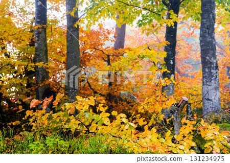 beech forest nature background. beautiful autumn season on a cold foggy morning. leaves on trees in fall colors. misty landscape in beautiful orange and red colors. moody atmosphere in carpathians beech forest nature background. beautiful autumn season on a cold foggy morning. leaves on trees in fall colors. misty landscape in beautiful orange and red colors. moody atmosphere in carpathians 131234975